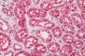 GAPDH Antibody (clone 6C5)